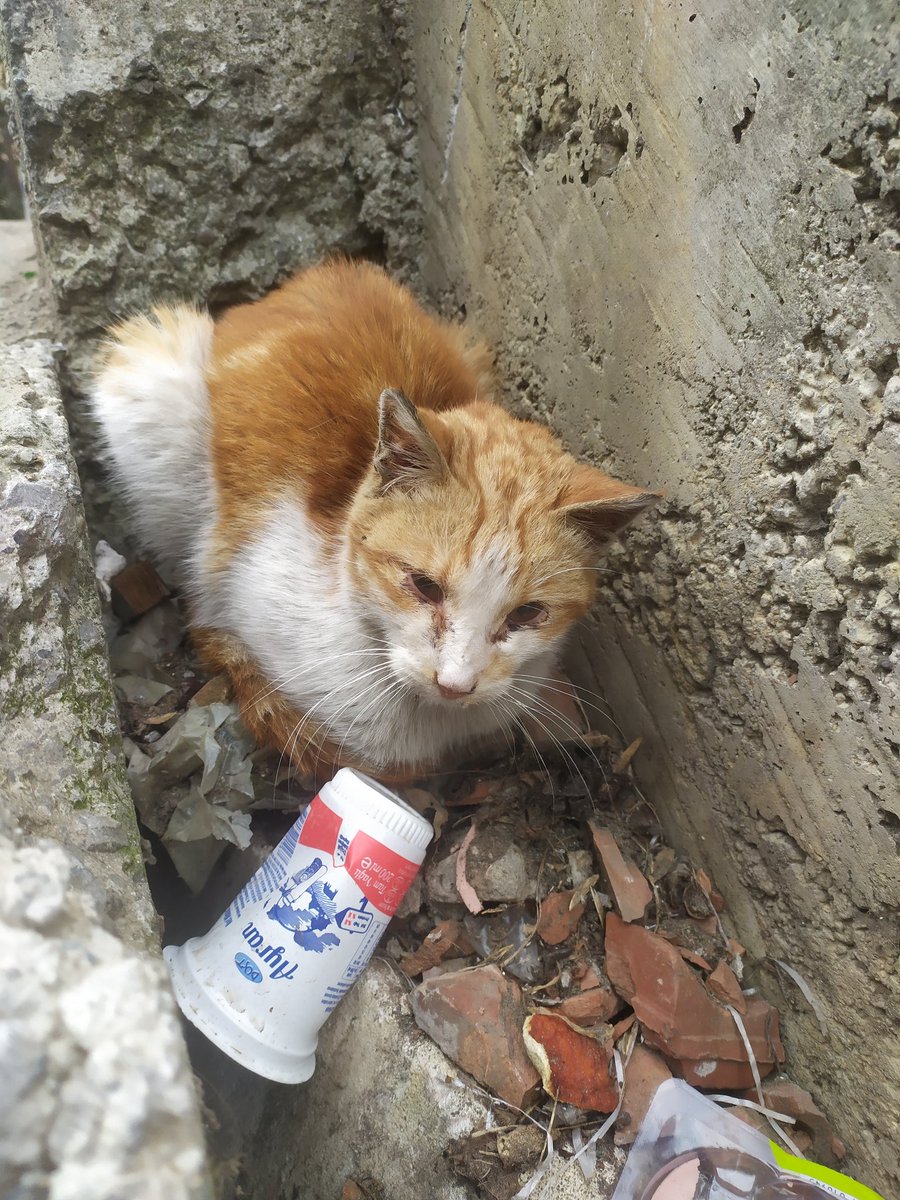 lumsibumsi's tweet photo. Bugün gözünü bile zor açacak halde bulduğum kediye fip teşhisi kondu. İlk dozunu başka bir hastadan kalan ilaçla yaptılar. Bu benim tedavisini üstlendiğim 4. fipli kedi olacak. Mevcut klinik borcumu ödemek için bile aylarca çalışmam gerekiyor. İlaçlar için desteğe ihtiyacım var https://t.co/vZ2U6RQX1O
