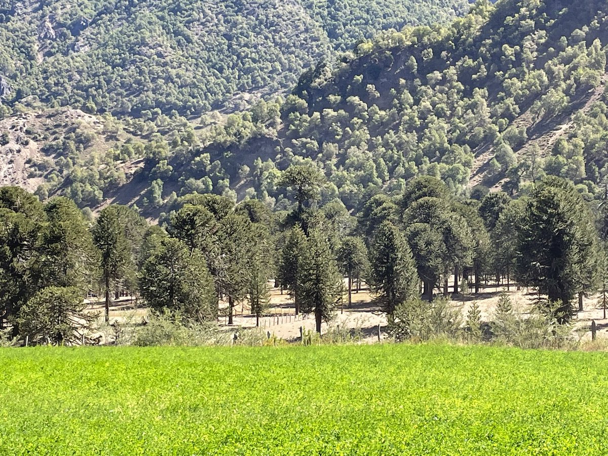 Magamella's tweet photo. Por esto me enamoré de lo que somos, nuestro mestizaje y las capacidades de vivir en espacios alucinantes pero difíciles de habitar. #Pewenche https://t.co/F6KrTyZhV6