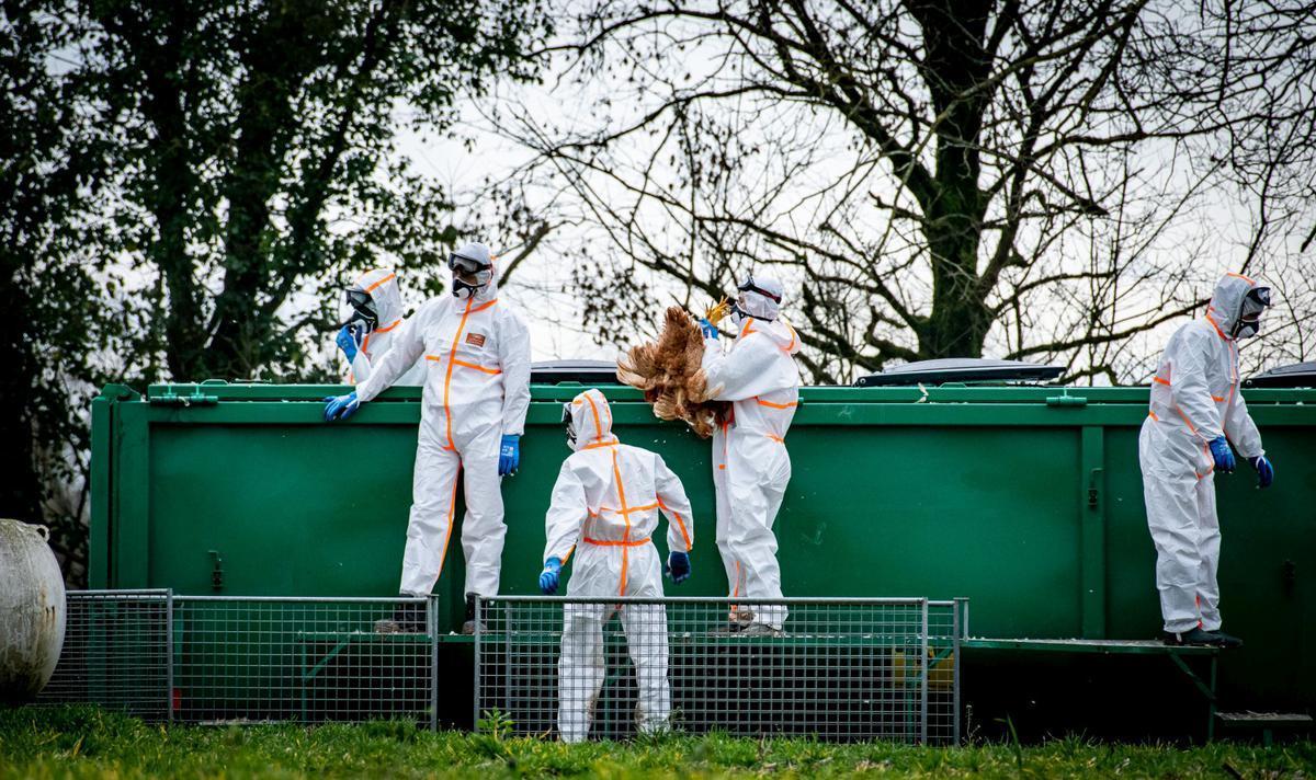 SO_Bordeaux's tweet photo. La grippe aviaire s’attaque aux mammifères et fait craindre une pandémie humaine https://t.co/rSZcUnqSvh https://t.co/pJHwQAv9vU