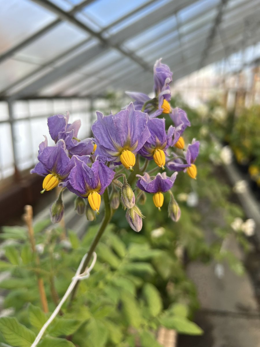 ekhtn's tweet photo. A few scenes from our winter crossing block—flowers from two F1 diploid potato siblings #potato #potatobreeding @UMainePotato @SCRI2xPotato https://t.co/YZmug1Qggt