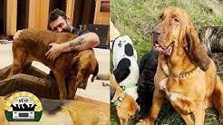 Beachdudeca's tweet image. Amazing update on Jules!! | The Asher House

#Jules #PackWalk #AsherHouse #LeeAsher #Veterinarian #AnimalSanctuary #AnimalRescue #AnimalShelter #FosterAnimal #AnimalAdoption #Bloodhound 

Click to Watch and Lift Your Spirit 
youtu.be/HIeydfqoqwk via @YouTube