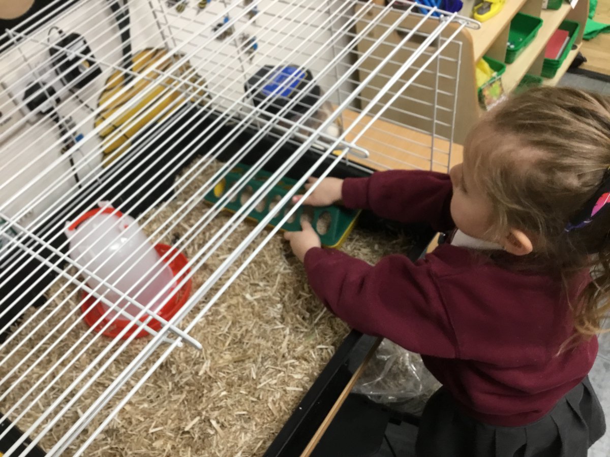 FS2StLukesFrod's tweet photo. Throughout the day, we heard more pecking from the  inside of the eggs and, by home time, we had welcomed two more chicks 🐥 🐥😀 We enjoyed setting up their new home with water,  food and cosy bedding underneath their special heat lamp🐣😊 https://t.co/tSzy7irz9A