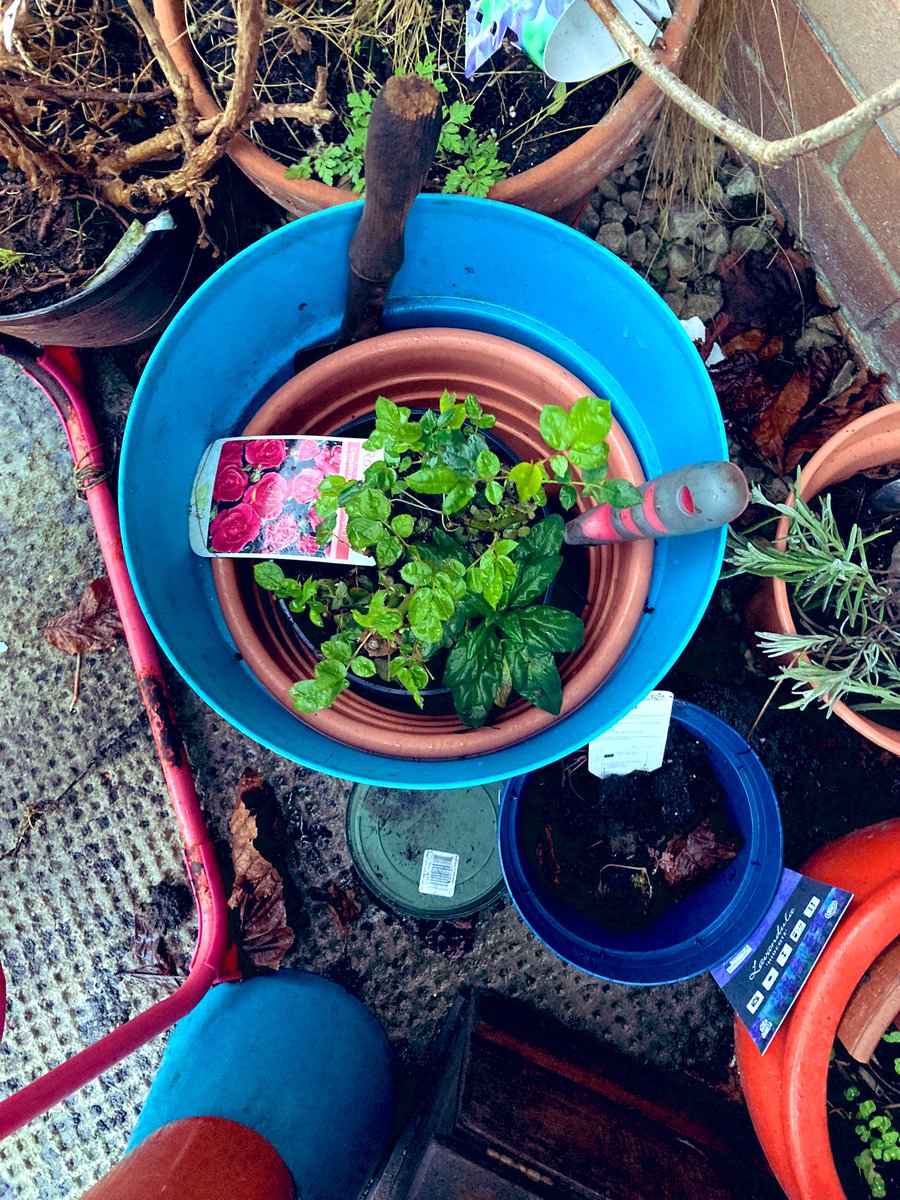 madeleinemaste4's tweet photo. @A_AMilne Indeed the search amongst the pots for signs of spring 🌿
the sight of daffodils on the
banks the illusion of green on those bare bones of the hedges & trees 🎶the songs lifting
us up as the birds begin earlier like the morning light ☀️
💨March will blow in alright
#coldagain https://t.co/giZvBB2Yr0
