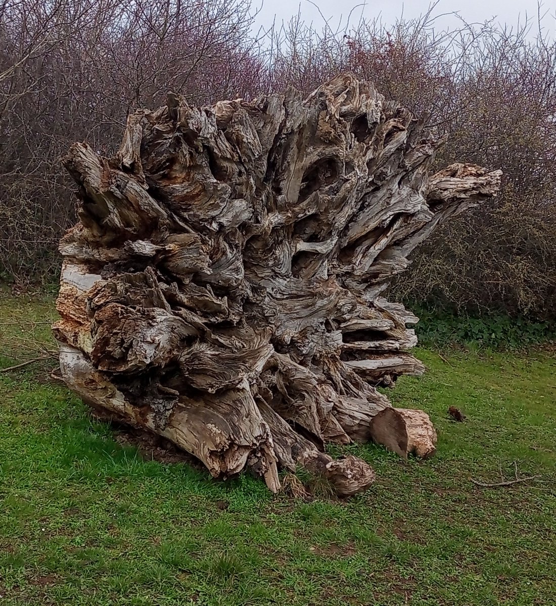Duncan_Smart1's tweet photo. Tues 28th Feb 9.2 miles on the flat - home to Stretton Sugwas, Blue Diamond Garden Centre (coffee, cheese scone &amp; comfort stop), #Hereford High Town &amp; home YTD 159.6 miles of #walk2023 https://t.co/1XZfULqBC3