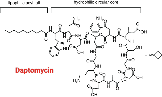 drtimothyli's tweet photo. Daptomycin does not treat pneumonia, but it causes eosinophilic pneumonia

Why? Pulmonary surfactant

Dapto is sequestered by surfactant (structural similarity)➡️unable to act on bacterial cell membrane

The complex then acts as an antigen and triggers an inflammatory response https://t.co/rY23OCC8uH
