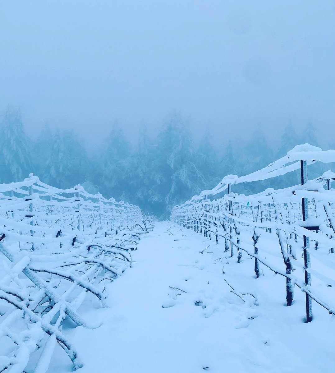 Historic snow fall at the top of Spring Mountain. A depth of nearly a foot at certain points at @keenanwinery. 

keenanwinery.com

#snowday #napasnow #californiasnow #sthelenasnow #napa #winecontry #springmountaindistrict #californiablizard #wine