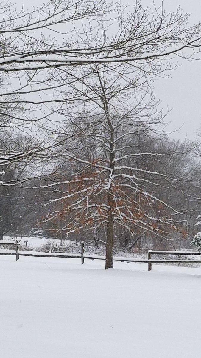 carolynstearns's tweet photo. This is a descendant of the #Connecticut #CharterOak , a #UConn prof started the seedlings. This one is in my yard #FebruaryTreeChallenge https://t.co/5DAroQyLiS