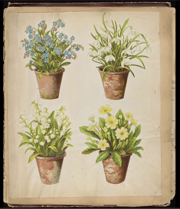 EdUniLibraries's tweet photo. Today marks the start of Spring AND the #InternationalDayOfHappiness (what a combo!)🌷😊 
Nothing brightens our day like spring flowers in bloom and these illustrations from the @lhsaeul John Willis Mason scrapbook (GD16/2/5/2/2) are definitely making us smile! #EdUniDigitised https://t.co/LveVvV5xQh