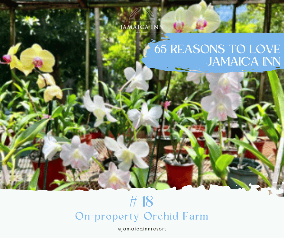 JamaicaInnHotel's tweet photo. Spring has sprung in our greenhouse, and our orchids are blossoming beautifully! Come and see how we've brought the outside in with our stunning floral décor 🌸🌿 #GreenhouseGoals #OrchidObsessed #NatureInside #65reasonstolovejamaicainn #jamaicainn #jamaicainnhotel https://t.co/TVbeSdluL2