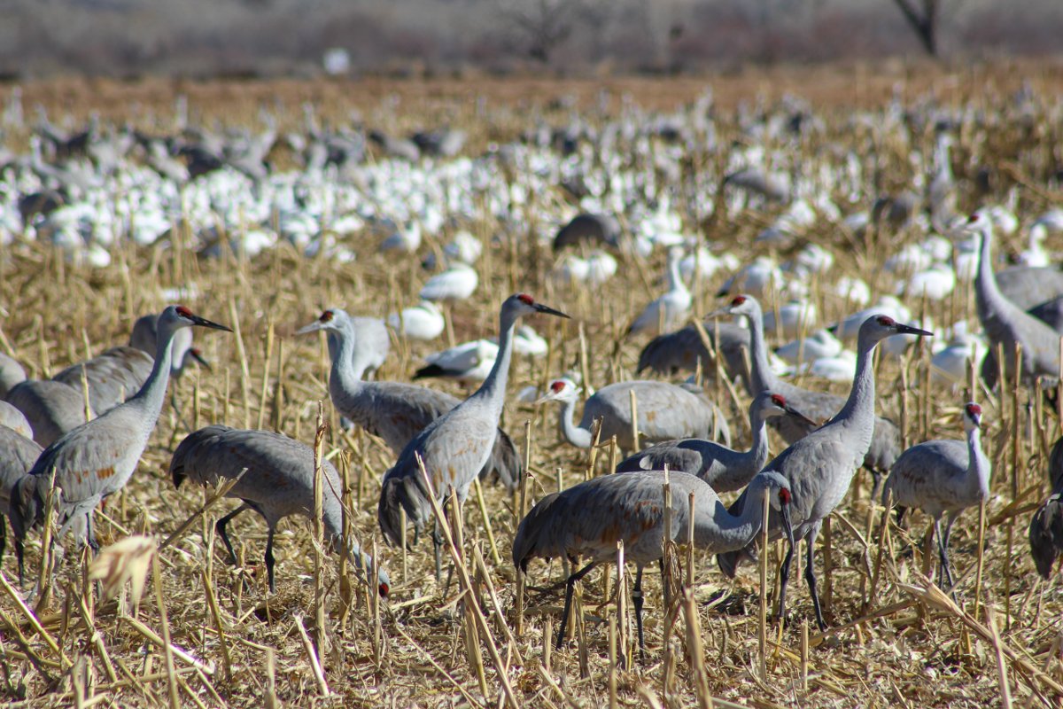 Jennifer Gonzales tweet media