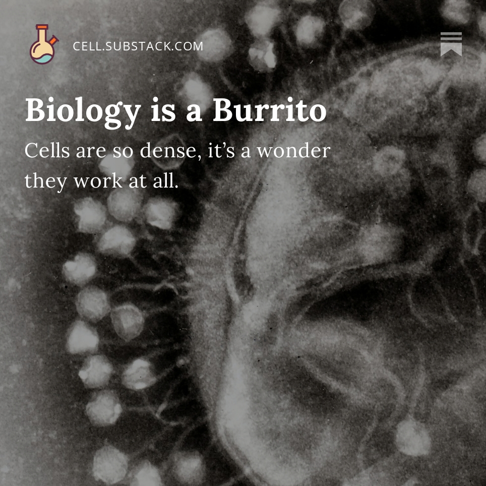 🌯 BIOLOGY IS A BURRITO 🌯 Cells are crowded and very fast places. It's a miracle that anything works at all. The central dogma is often depicted as DNA -> RNA -> proteins, but it's so much more: A biophysical marvel inside the smallest of vessels. 💓 open.substack.com/pub/cell/p/bur…