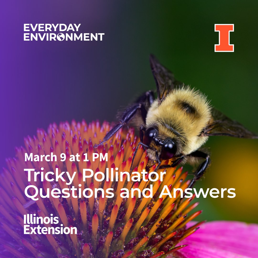 Are annual plants “junk food” for bees? Can I help pollinators by not mowing? How can I help pollinators without a garden? Learn what the latest science has to say about challenging pollinator questions on March 9 at 1 PM. Sign up for the webinar at go.illinois.edu/PollinatorQandA.