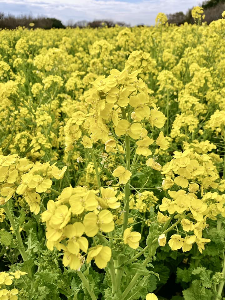 歐陽健勝 (@orthopaedicsur6) on Twitter photo 