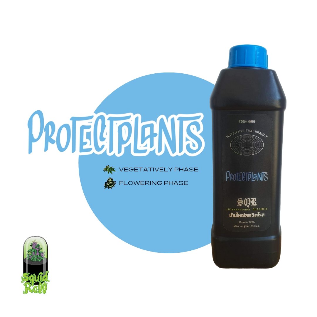 Squidroll_Th's tweet photo. #squidroll #squidnutrients #thailand #thaigrower #organic #cannabis https://t.co/yRRYJxoQpR