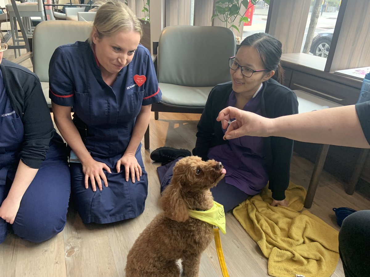 🐶 On Friday 24th of February, we invited our staff to the Wellbeing Lounge at The Portland Hospital for a <a href="/TherapyDogsUK/">Therapy Dogs</a> visit.  We did this to support the wellbeing of staff through animal therapy, as interaction with animals has been shown to reduce stress and anxiety.