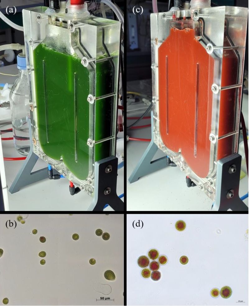 LaboGEPEA's tweet photo. #PhD defense of Khadija SAMHAT: 1st March 10am #CRTT @VilleStNazaire "Optimization of #astaxanthin production in #photobioreactor from #microalgae Haematococcus pluvialis"
@NantesUniv @LaboGEPEA & @LebanonUniv
Supervisors @JerePRUVOST @HosniTakache @KazbarA #AlgoSolis https://t.co/fSW2Uysl2e
