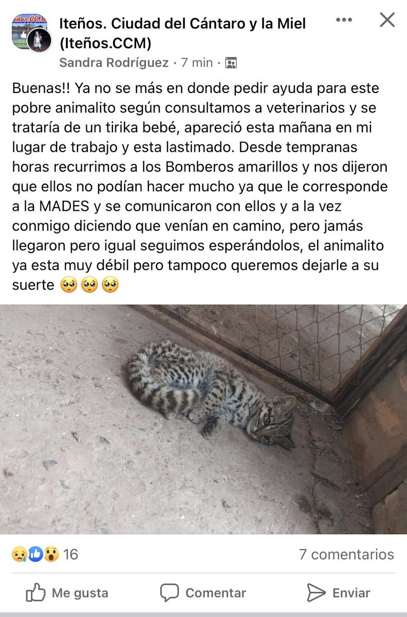 gnar37's tweet photo. Pueden hacer algo al respecto antes que se muera el animal manga de incompetentes.  @mambiente_py https://t.co/s8DiJtxPlL