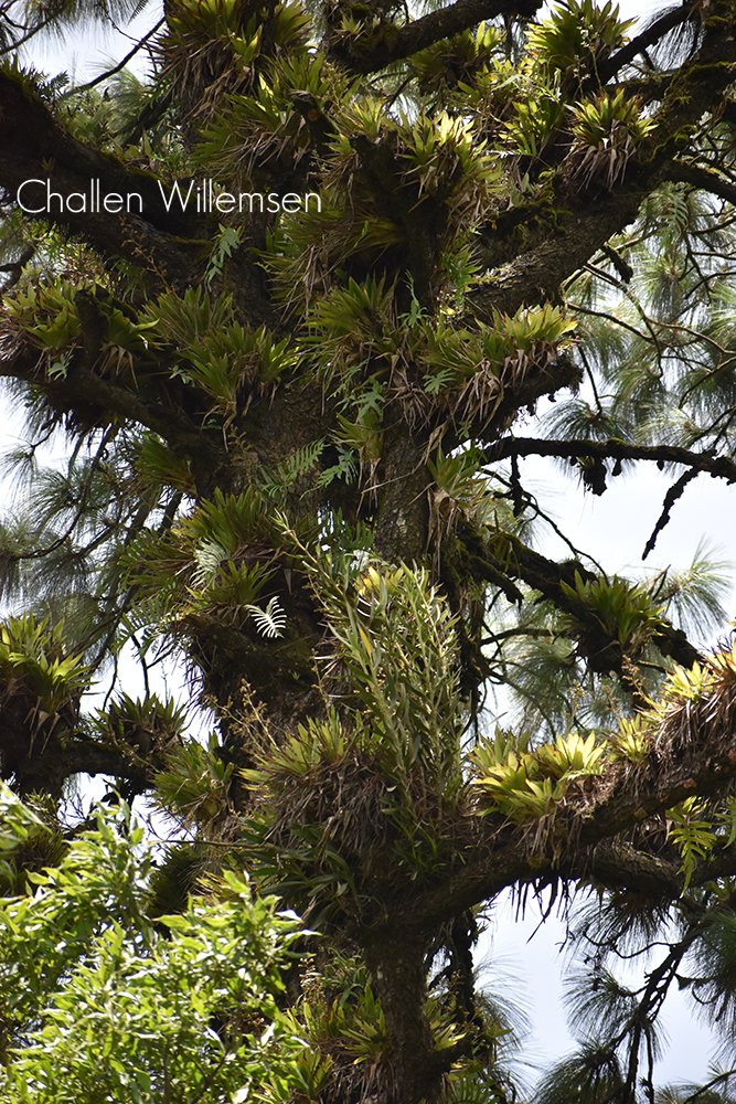challenguate's tweet photo. Towering pines covered in epiphytes — mostly bromeliads, ferns, and orchids — in a montane forest in central Guatemala. #trees #epiphytes #orchids #ferns #bromeliads #nature #forest #pine #pinaceae #orchidaceae #bromeliaceae #polypodiaceae #pinus #guatemala https://t.co/cUNQhV5t9e