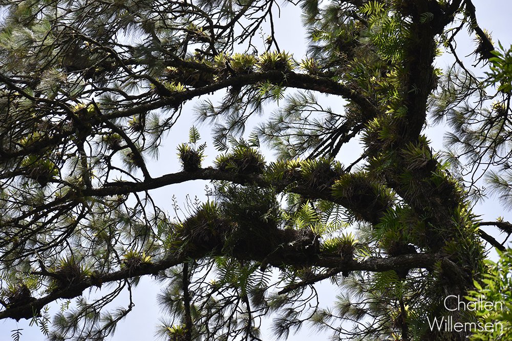 challenguate's tweet photo. Towering pines covered in epiphytes — mostly bromeliads, ferns, and orchids — in a montane forest in central Guatemala. #trees #epiphytes #orchids #ferns #bromeliads #nature #forest #pine #pinaceae #orchidaceae #bromeliaceae #polypodiaceae #pinus #guatemala https://t.co/cUNQhV5t9e
