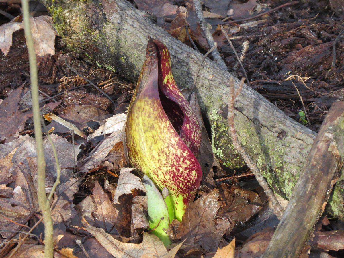 Free nature program at Bradner Preserve: Skunk Cabbage Walk 3/4/23 10:30a - 12p REGISTER: wcparks.org Photo by: Gaynelle Predmore #naturewalk #endothermic #parks #lovenature