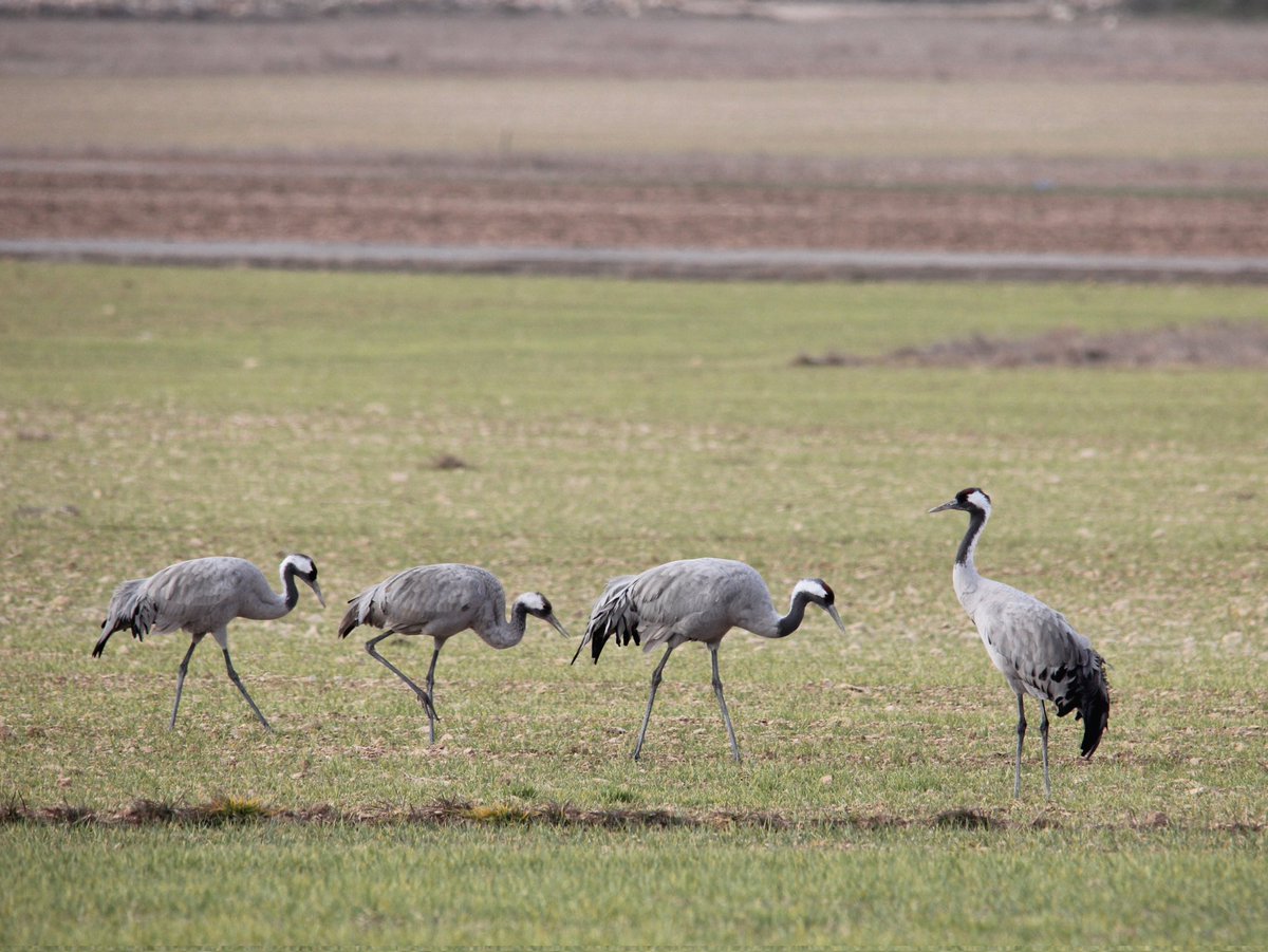 Birding_Lleida's tweet photo. Grullas en Laguna de Gallocanta
#gallocanta #aragon #birding #birdwatching #fotografia https://t.co/vd8KXkJfc0