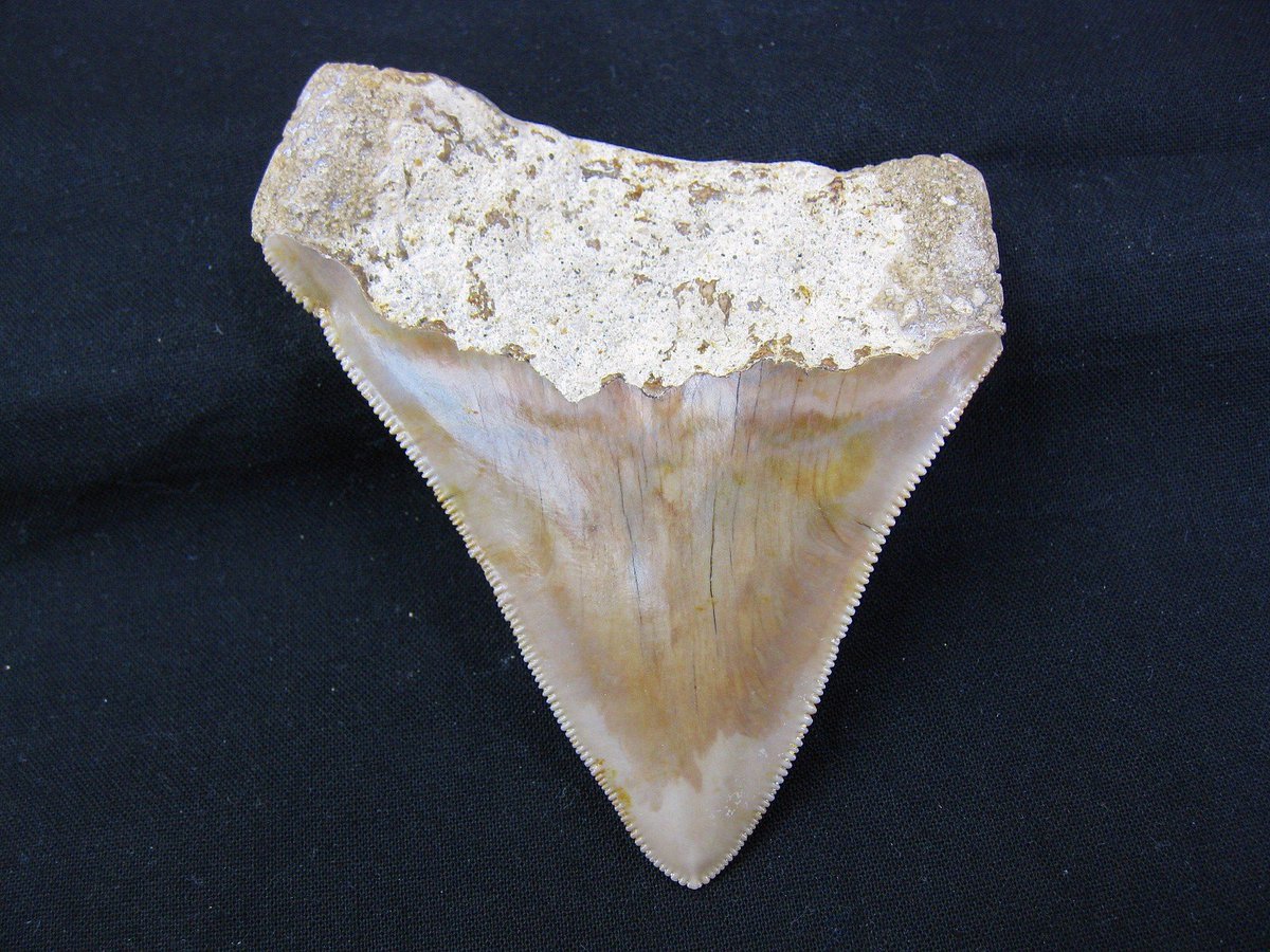 indiana9fossils's tweet image. Indonesia Megalodon Shark Tooth #2
$175.00
Click on the link below to order today!
prehistoricfossils.com/product/indone…
#CarcharoclesMegalodon
#Miocene  #megalodon #sharkteeth #fossils #fossilsforsale #fossilfinds
#sharks #sharkfossils #fossilsale #PrehistoricFossils #FYP