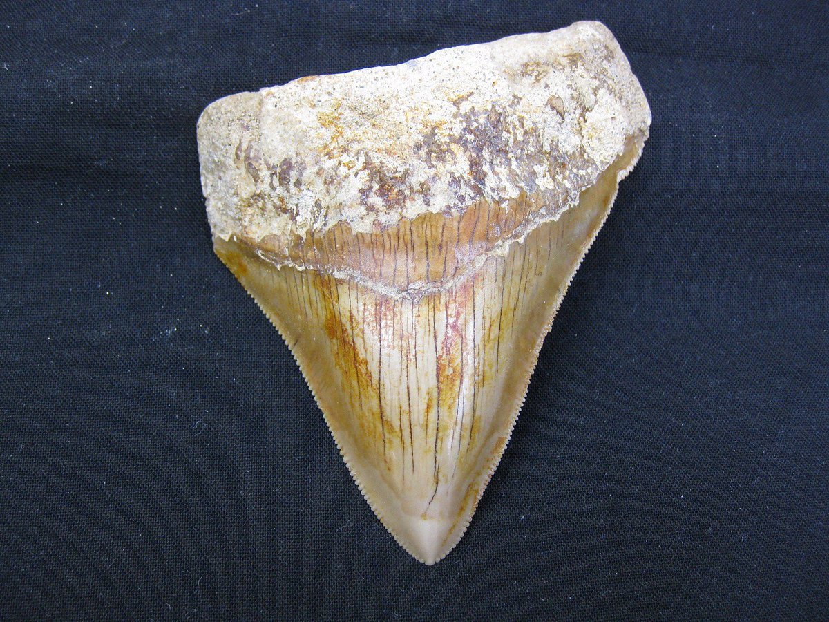 indiana9fossils's tweet image. Indonesia Megalodon Shark Tooth #2
$175.00
Click on the link below to order today!
prehistoricfossils.com/product/indone…
#CarcharoclesMegalodon
#Miocene  #megalodon #sharkteeth #fossils #fossilsforsale #fossilfinds
#sharks #sharkfossils #fossilsale #PrehistoricFossils #FYP