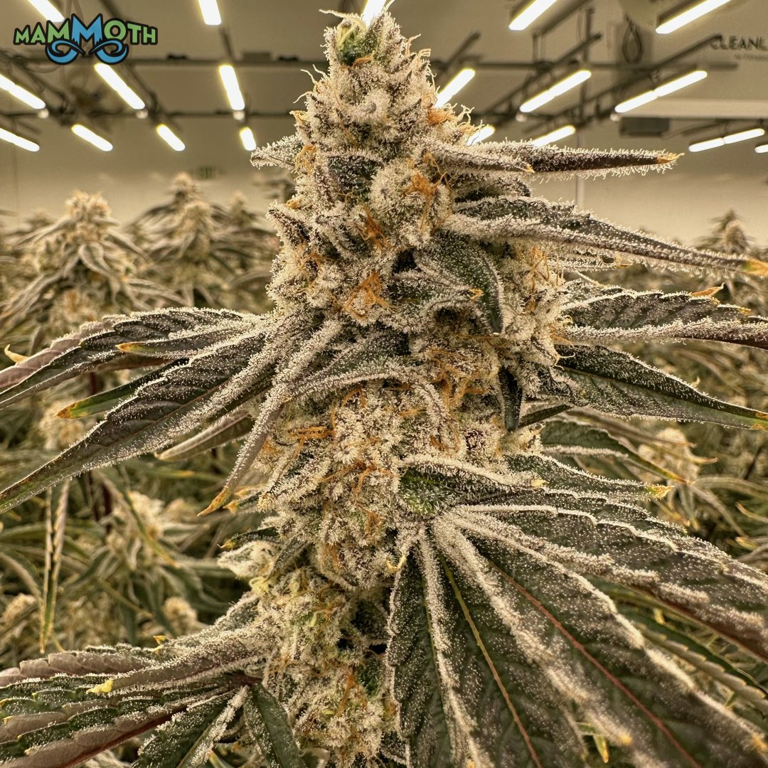 MammothInc_'s tweet photo. Here is some Cap Junky (Alien Cookies x Kush Mints #11) finishing up at the end of week 9.  This strain was a collaborative project between @seedjunky_jbeezy and @capulator__ two highly known and popular breeders.  Such an amazing plant that stretches and produces big chunky buds and dumps on the wash as well.  Strawberry strudel/poptart terps on this girl.  Very creamy. 

As always, grown in @currentcultureh2o systems and nutrients under @fluence_led lights.