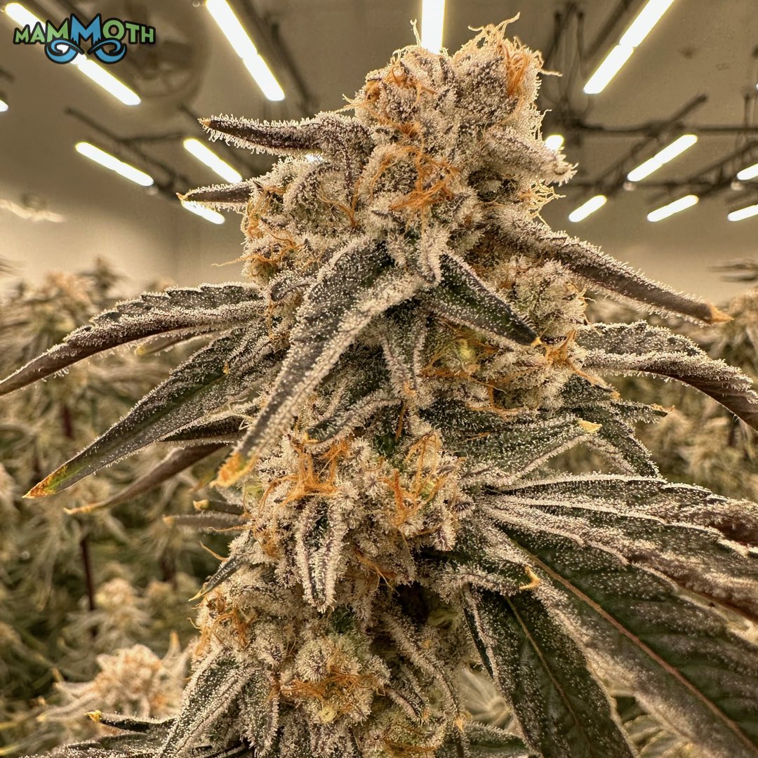 MammothInc_'s tweet photo. Here is some Cap Junky (Alien Cookies x Kush Mints #11) finishing up at the end of week 9.  This strain was a collaborative project between @seedjunky_jbeezy and @capulator__ two highly known and popular breeders.  Such an amazing plant that stretches and produces big chunky buds and dumps on the wash as well.  Strawberry strudel/poptart terps on this girl.  Very creamy. 

As always, grown in @currentcultureh2o systems and nutrients under @fluence_led lights.