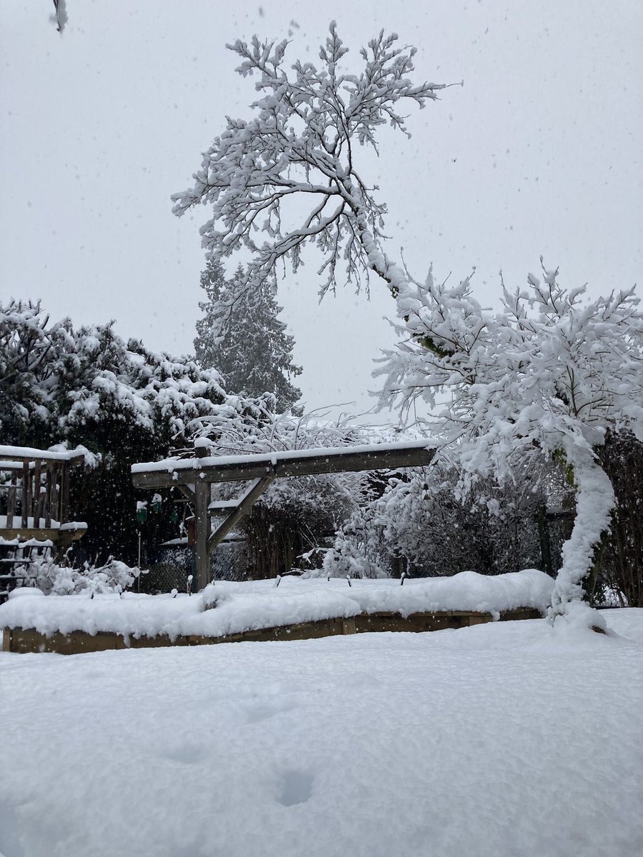 KJNorthShore's tweet photo. @JaneSeyd Lynn Valley this morning https://t.co/72cphRkA1j