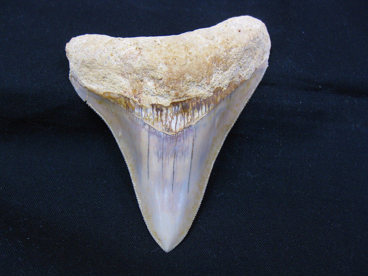 PFossils's tweet image. Indonesia Megalodon Shark Tooth #1
$175.00
Click on the link below to order today!
prehistoricfossils.com/product/indone…

#CarcharoclesMegalodon
#Miocene  #megalodon #sharkteeth #fossils #fossilsforsale #fossilfinds
#sharks #sharkfossils #fossilsale #PrehistoricFossils #FYP #fossilcollector