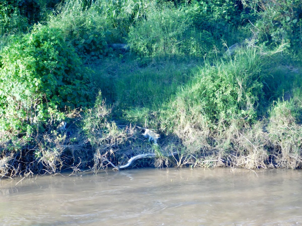 primatweeps's tweet photo. Good morning #Primatweeps! On today’s #FindThatPrimate we’re looking for a sneaky little guy. If you spot the #primate, try to guess what species it is, but don’t give away the location! #PrimatePlaytime #SciComm https://t.co/zFUlBfxUuV