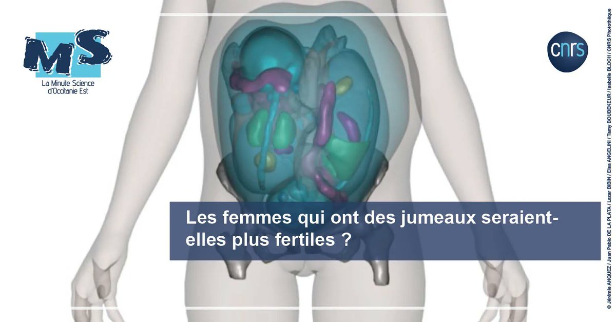 CNRS_OccitaniE's tweet image. 👬  #MinuteScience | La fertilité des femmes favorise-t-elle la probabilité d'avoir des jumeaux ? 

➡️ buff.ly/3XkvVvB 
 
@isemevol @INEE_CNRS @umontpellier @ird_fr @EPHE_PSL