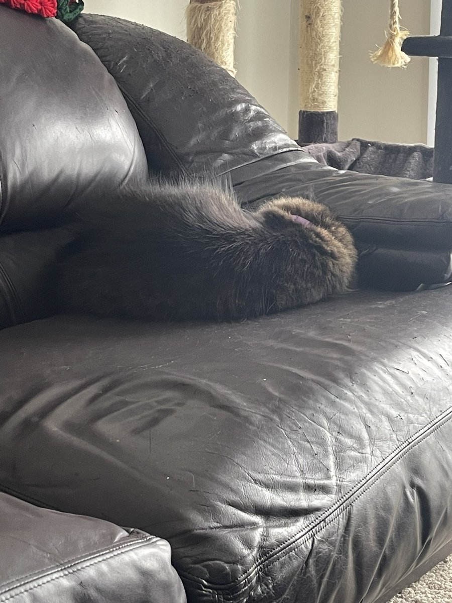 HeavenlyHues1's tweet photo. Oh yes. We taking this #snowday to the greatest lazy day ever! Says nova! #CatsOfTwitter #catlover #tabbycrew https://t.co/tPQwy3ZLWa