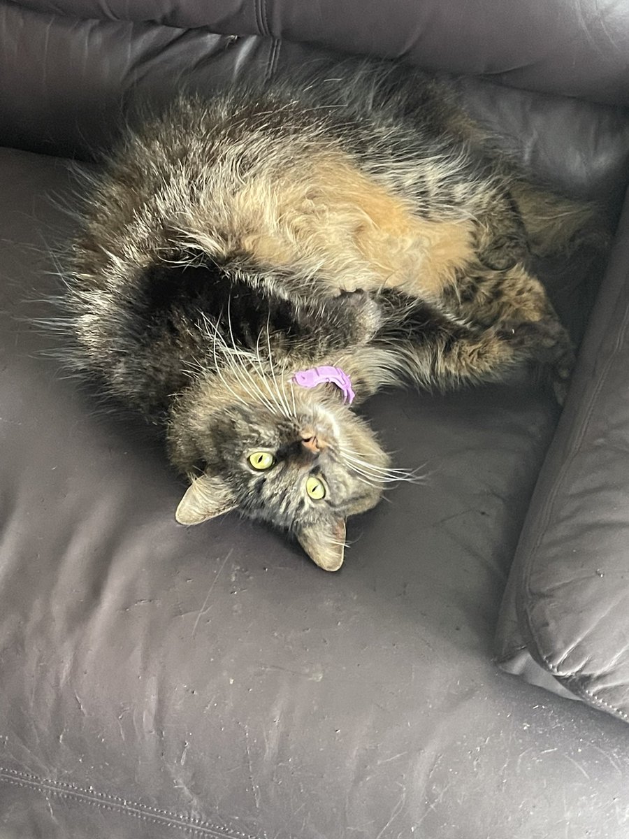 HeavenlyHues1's tweet photo. Oh yes. We taking this #snowday to the greatest lazy day ever! Says nova! #CatsOfTwitter #catlover #tabbycrew https://t.co/tPQwy3ZLWa