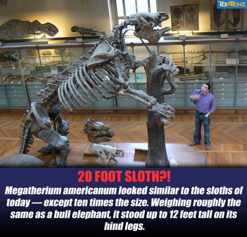 toptenz's tweet photo. Unlike present-day sloths, ground sloths ate meat in addition to plants to support this great size. #SLOTH #Slothverse #TuesdayMotivaton https://t.co/2rtaCbnS1K