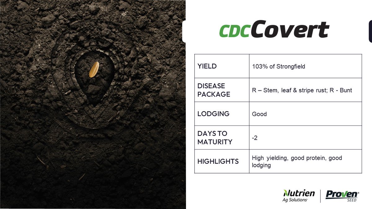 ProvenSeed's tweet photo. Considering amber durum for #plant23? Check out the newest variety from Proven Seed - CDC Covert! This variety boasts very high yields, and a robust disease package. Available only at @NutrienAgCDA retails. https://t.co/TdU6CebNgk
