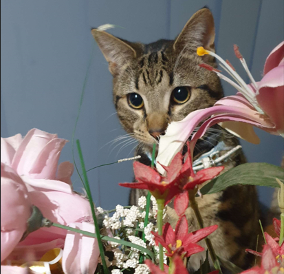 MizuhiCOS's tweet photo. Everyone's posting hot takes so here's mine.

My cat is the cutest most handsomest, try to prove me other wise with your own i dare u

(also just posting because I want cute cats on my TL) https://t.co/ec8Czgi7Qz