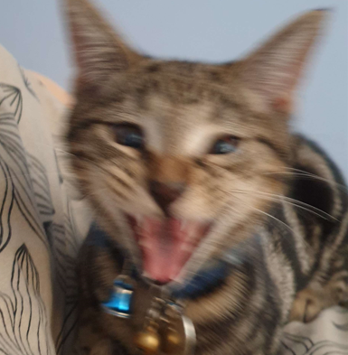 MizuhiCOS's tweet photo. Everyone's posting hot takes so here's mine.

My cat is the cutest most handsomest, try to prove me other wise with your own i dare u

(also just posting because I want cute cats on my TL) https://t.co/ec8Czgi7Qz
