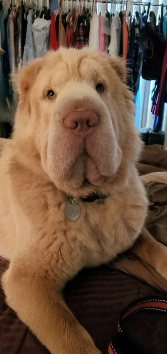 BarcellonaR's tweet photo. Posing for pageant week! πππ
#missflorida #pageant #pageantlife #pageantlovers #dogsoftwitter #sharpei #sharpeilovers https://t.co/YfkTtB64Gv