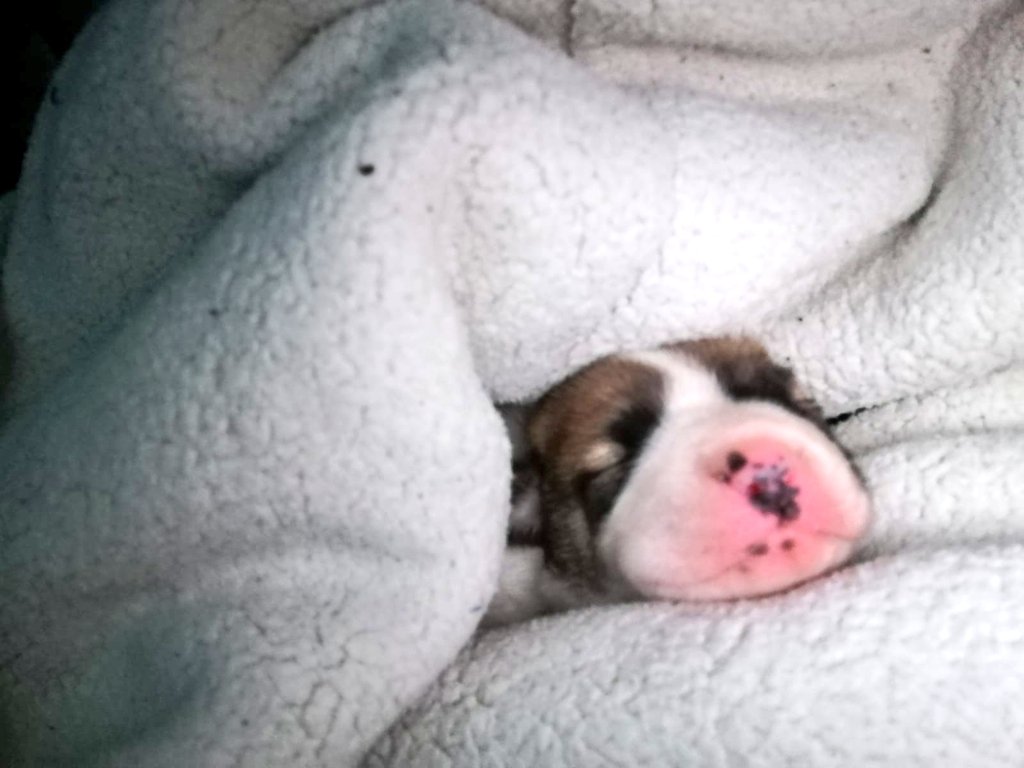 Euge_erices's tweet photo. Buenas tardes, favor su ayuda, este pequeñito busca hogar, una familia que lo quiera adoptar, es hermoso, su madre falleció, tiene apenas 2 semanitas de vida, si alguien está interesado, favor hábleme por DM 🐾🐶

Please @carolinapinoc quizas me puedas ayudar 🙏 https://t.co/8jMVCFNjy4