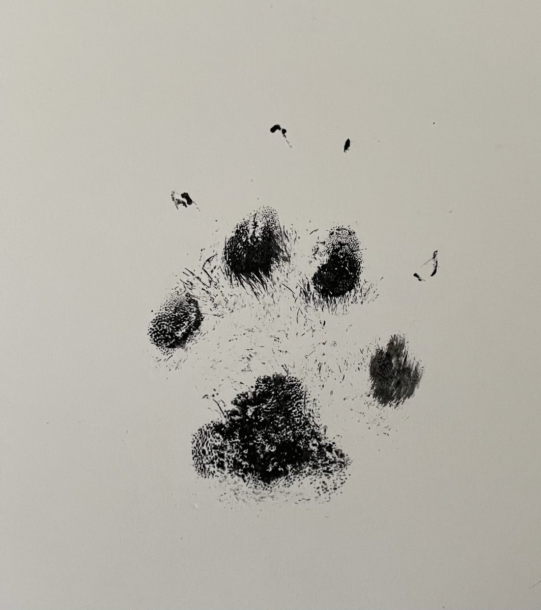 karen devine 🌈 tweet media