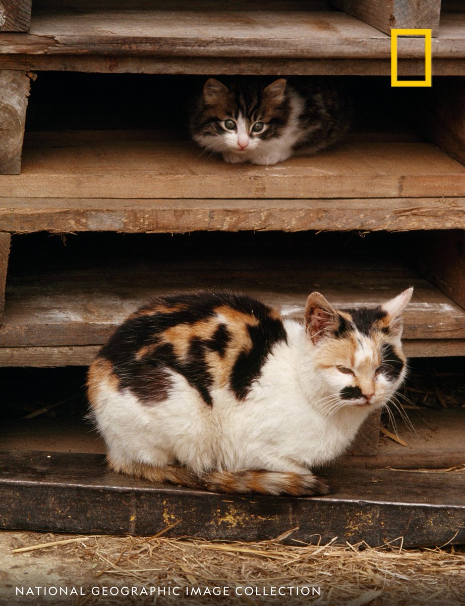 Two farm cats sit amongst a stack of wooden stock crates.