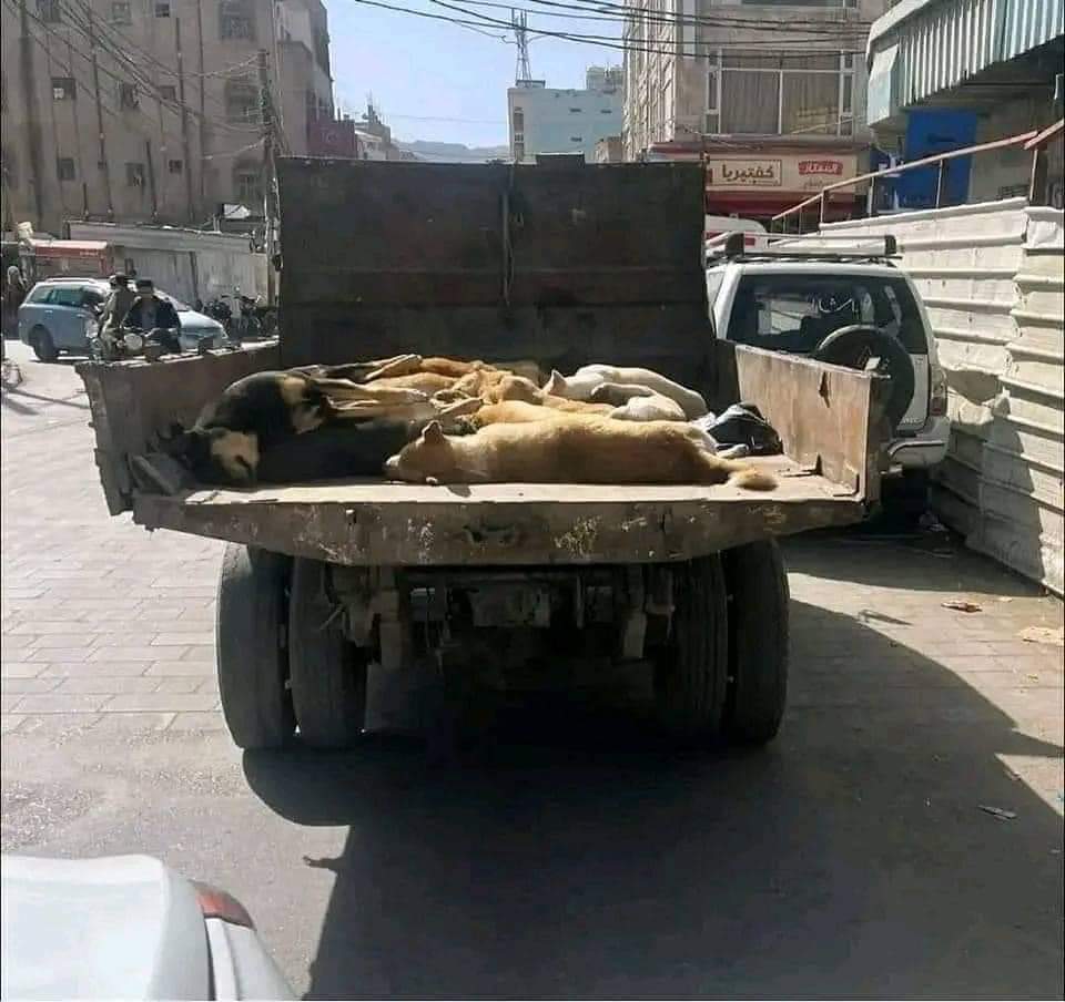الرفاق الاعزاء في العاصمه صنعاء
الحكومه تصيد الكلاب انتبهو لنفسكم ولاحد يخرج الفتره هذه