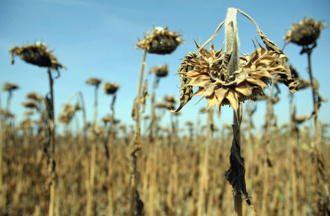 L’agriculture peut-elle s’adapter au dérèglement climatique?

Olivier Dauger <a href="/olivierpaysan/">Olivier Dauger</a> référent climat &amp; énergie <a href="/FNSEA/">La FNSEA</a> 

<a href="/MathieuCourgeau/">Mathieu Courgeau</a>, éleveur et Président <a href="/CollNourrir/">Collectif Nourrir</a> 

Sami Bouarfa, spécialiste de l’irrigation et agriculture <a href="/INRAE_France/">INRAE</a>

⏰17h30TU 18H30 Paris <a href="/RFI/">RFI</a>