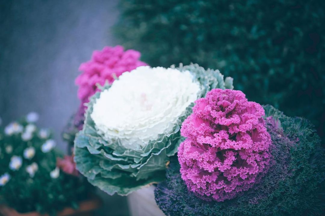 weasel_garden's tweet photo. Who says your garden must be drab and dull all winter? 👀

Many flowering shrubs, perennials, and annuals thrive in the snow and wind, so grab your Garden Weasel Scoop, Triller, and Transplanter and plant a few of these 10 gorgeous varieties!

https://t.co/KLSeqrbqpx https://t.co/hGLfhz2bDL