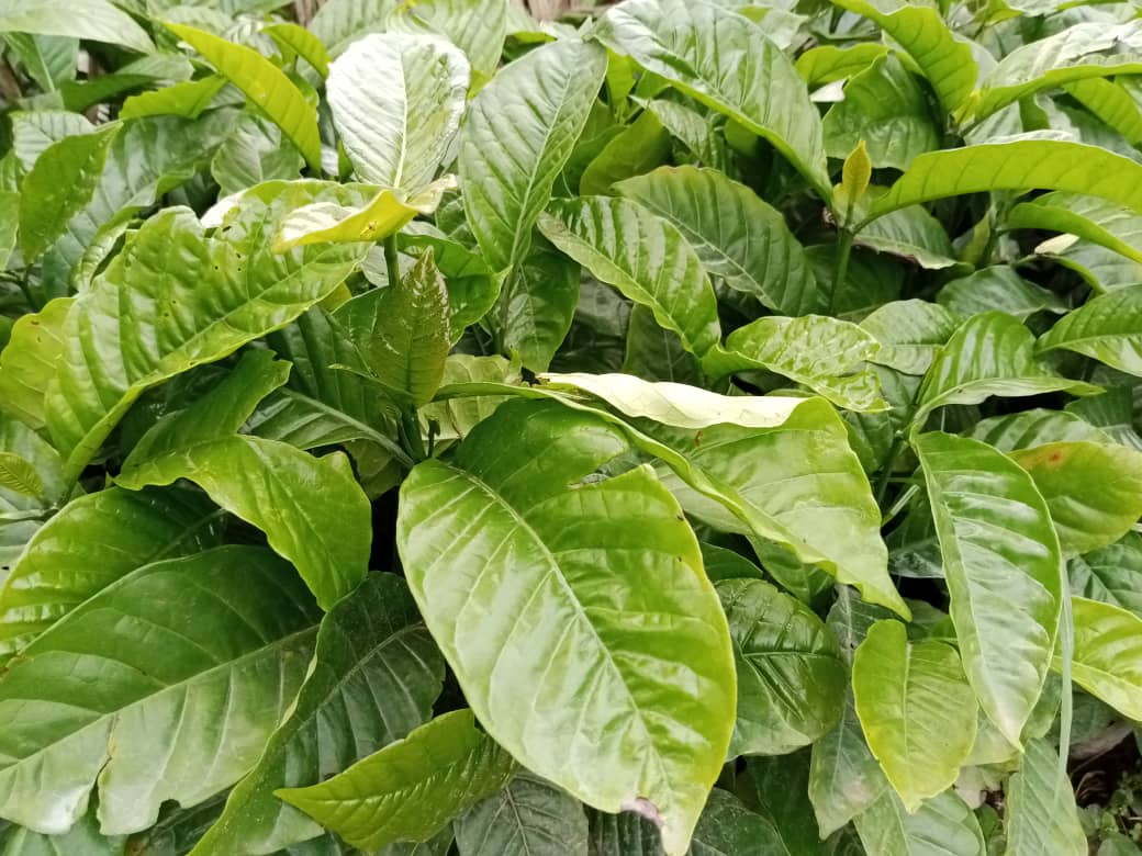 TaddewoS's tweet image. The rains have started in some parts of UG. This is a reminder that we have quality CWD-r plantlets. We also offer advisory services. We are located in Wobulenzi (Luwero) & Kakumiro but deliver across UG.
Tel: 0775170346 (WhatsApp)/0703828741
Share with a friend.
@CoffeeUganda