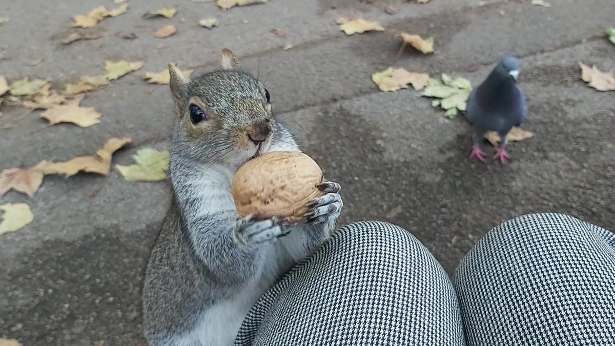 £20 MILLION POUNDS is what the UK government will spend on cruel and pointless killing of grey squirrels in the Exmoor area. wsfp.co.uk/news/plan-to-b… The case against our grey friends is completely spurious. Please read and share urbansquirrels.co.uk/for-those-who-…