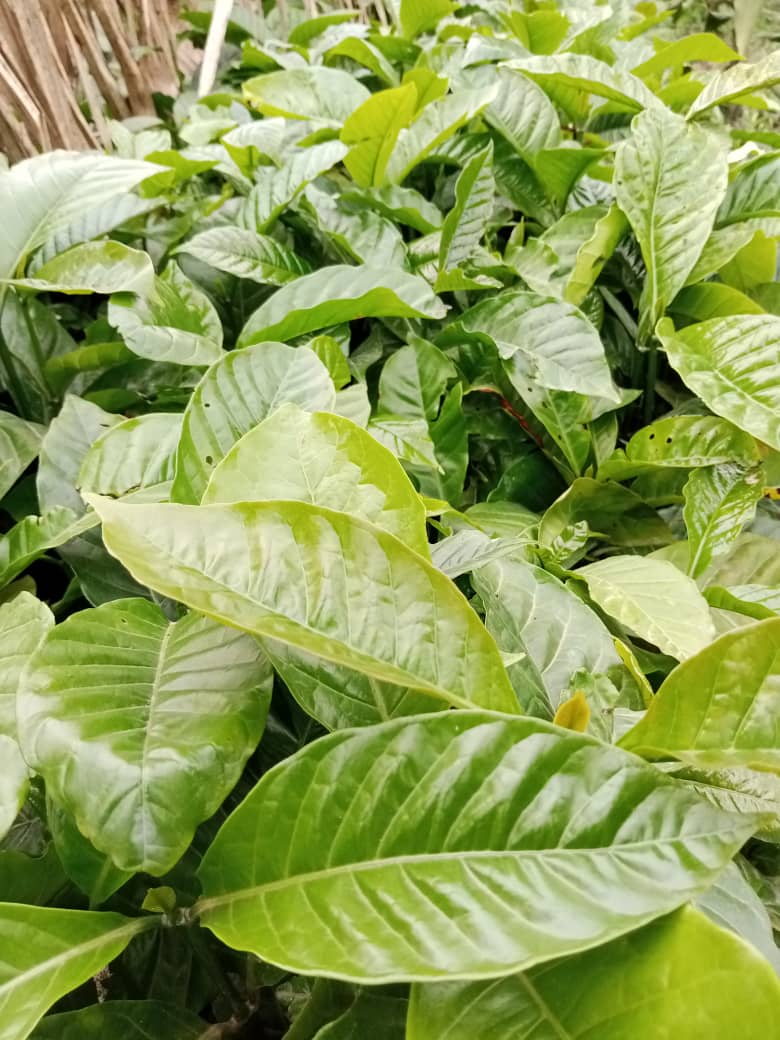TaddewoS's tweet image. The rains have started in some parts of UG. This is a reminder that we have quality CWD-r plantlets. We also offer advisory services. We are located in Wobulenzi (Luwero) & Kakumiro but deliver across UG.
Tel: 0775170346 (WhatsApp)/0703828741
Share with a friend.
@CoffeeUganda