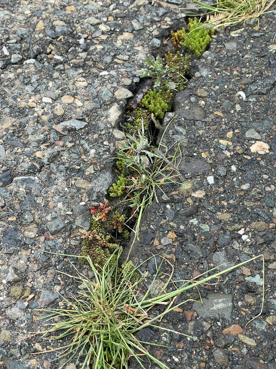 austinrspence's tweet photo. Small ecology☺️ https://t.co/6LWNaZqAjO
